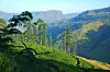 Plantaže čaja u okrugu Nuwara Eliya, na 1900 metara nadmorske visine