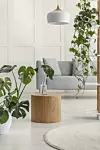Obični filodendron, odnosno Monstera deliciosa