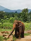 Azijski slon je manji od afričkog, nema kljove i ima svjetliju surlu, a može se, osim na safariju, vidjeti u sirotištu za slonove u Pinnawali