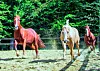 Konji na izletištu Cowboy