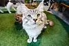 Maine coon Cukar