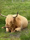 Škotsko visinsko govedo poznato je po dugim rogovima i dlakavom krznu. Ljudi ih od milja zovu 'Heilan coo'.