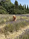 Polja lavande prostiru se na 15-ak minuta od centra grada Aix-en-Provence