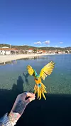 Bella je atrakcija Vinišća