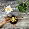 Plant a Bloomer
