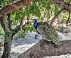 Paunovi su živi ukras Castelo de São Jorgea