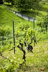 NEJA MARKICEVIC/CROPIX