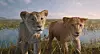 ”MUFASA: KRALJ LAVOVA”, priča o mladom Mufasi, dolazi u kina