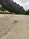 Rea se spas od vrućina potražila u hladnoj planinskoj vodi
