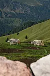 Dva jaka (Bos grunniens ), dugodlaka goveda prilagođena visokim planinskim predjelima
