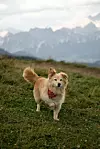 Kujica Rea