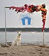 Kulisa za pse u Monty's dog beach&bar