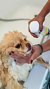 Amabalaža Pet Secret proizvoda, posebice sprejeva, sigurna je za vaše ljubimce jer ne sadrži potisne plinove i može se koristiti jednako u svim smjerovima.