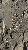 Školjke koje je more izbacilo na obalu