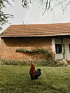 Na imanju se još uvijek ponosno drži stara kuća Petrine šukunbake Katarine i šukundjeda Andrije