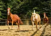 Na Cowboy Western Ranchu možete jahati konje.