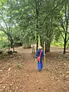 Drvo bambusa
