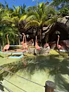 Čudesni flamingosi u Meksiku