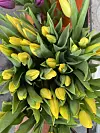Tulipani kao obećanje sretnije budućnosti