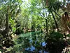 Cenote u blizini Cancuna
