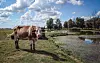Lonjsko polje. Fotografija: Danijel Soldo/CROPIX