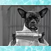 Fotografija: Giphy