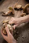 Stapku vrganja treba očistiti od tragova tla u kojem je rasla
