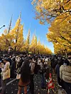 Meiji Jingu Gaien Ginkgo Avenue - ulica poznata po raskošnim krošnjama drveća ginka
