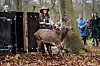 Kraljica je u park pustila par srndaća