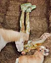 UGG/INSTAGRAM