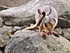 Klokani u zoološkom vrtu u Sydneyju.