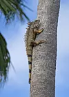 Na otočiću Isla de Pinel ima mnogo iguana