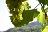 Graševina je najpoznatije vino Požeštine