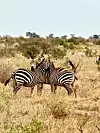 Zebre slobodno šeću afričkim savanama