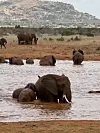 Krdo slonova u Nacionalnom parku Tsavo East