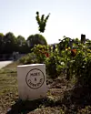 Bijeli kamen s natpisom Moët & Chandon među cvijećem i grmljem u sunčanom vrtu.