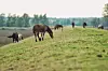 Lonjsko polje, 230912. Park prirode Lonjsko polje najvece je zasticeno mocvarno podrucje ne samo u Republici Hrvatskoj, vec i u cijelom Dunavskom porjecju. Smjesteno je u sredisnjem dijelu Hrvatske, omedjeno padinama Moslavacke gore i autocestom Zagreb-Slavonski Brod sa sjeverne, a rijekom Savom s juzne strane. Lonjsko polje ubraja se medju najugrozenije mocvarne dijelove u svijetu. Na fotografiji: konji na suhom i prostranom dijelu polja. Foto: Marko Todorov / CROPIX