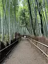 Arashiyama bambusova šuma u Kyotu