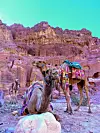 Deve su posvuda u dolini Wadi Rum.