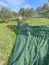 Tijekom berbe maslina treba razvući mreže u koje se oprezno stavljaju plodovi