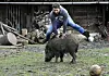 Dušan Bućan i njegova Korona.