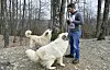 FOTOGRAFIJE: DAMIR KRAJAC/CROPIX CROPIX Golinja, 050221. Selo Golinja, opcina Gvozd. Glumac Dusan Bucan na svom imanju sa konjima, psima i jednom divljom svinjom. Na fotografiji: Beg, Sila, Dusan Bucan.