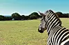 Zebra u safari parku.