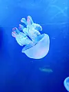 U parku Loro nalazi se i veliki akvarij s meduzama