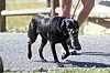 Labradorica Pula ima svog šetača