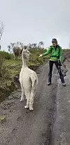 Na putu do vrha neaktivnog vulkana Corazon susreli su ljame.