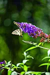 Cvjetni grm Buddleia davidii privlači leptire