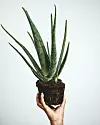 Biljka besrmtnosti i fontana mladosti: što se skriva iza očaranosti aloe verom?