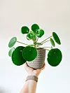 Pilea peperomioide