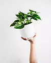 Epipremnum aureum